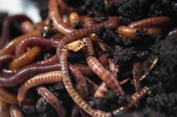 Разведение червей как бизнес в домашних условиях (+видео)