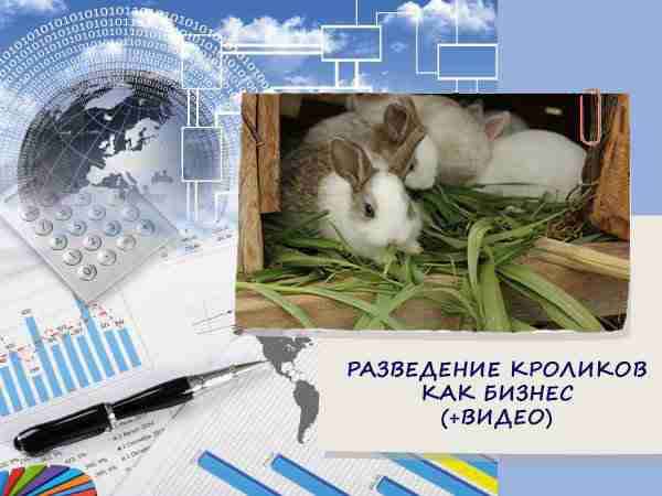 Разведение кроликов как бизнес (+видео)