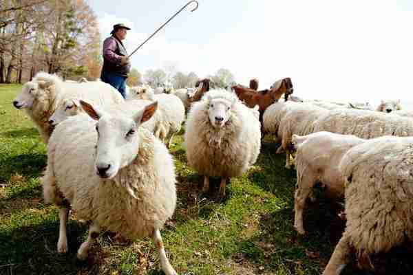 Овцеводство как бизнес для начинающего фермера (+видео)