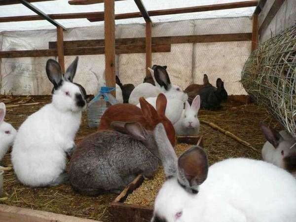 Бизнес план кроличья ферма подробный с расчетами