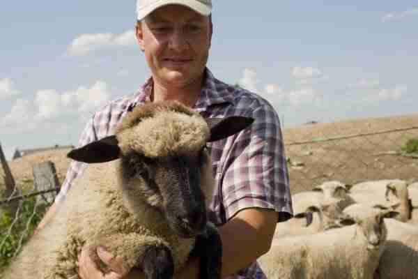Овцеводство как бизнес для начинающего фермера (+видео)